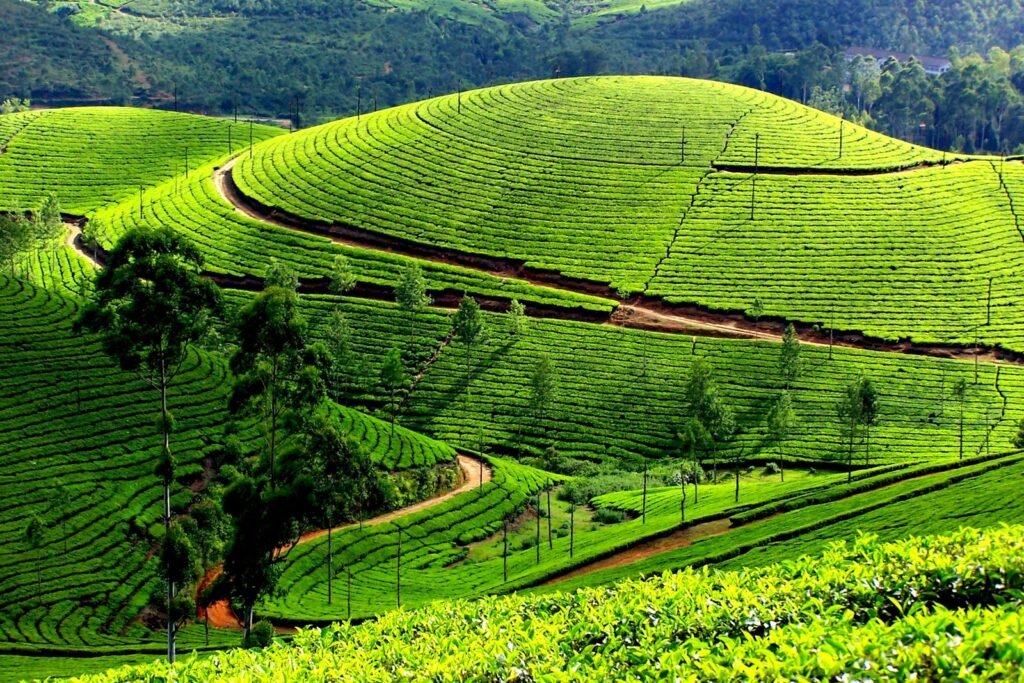 Cochin Tour